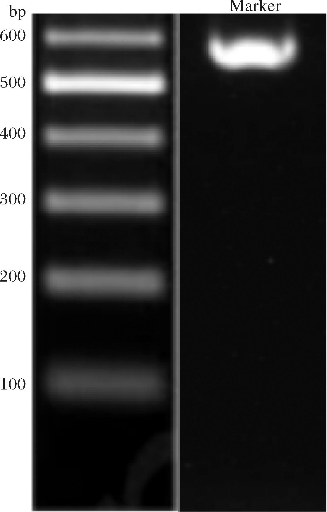 width=204,height=321,dpi=110