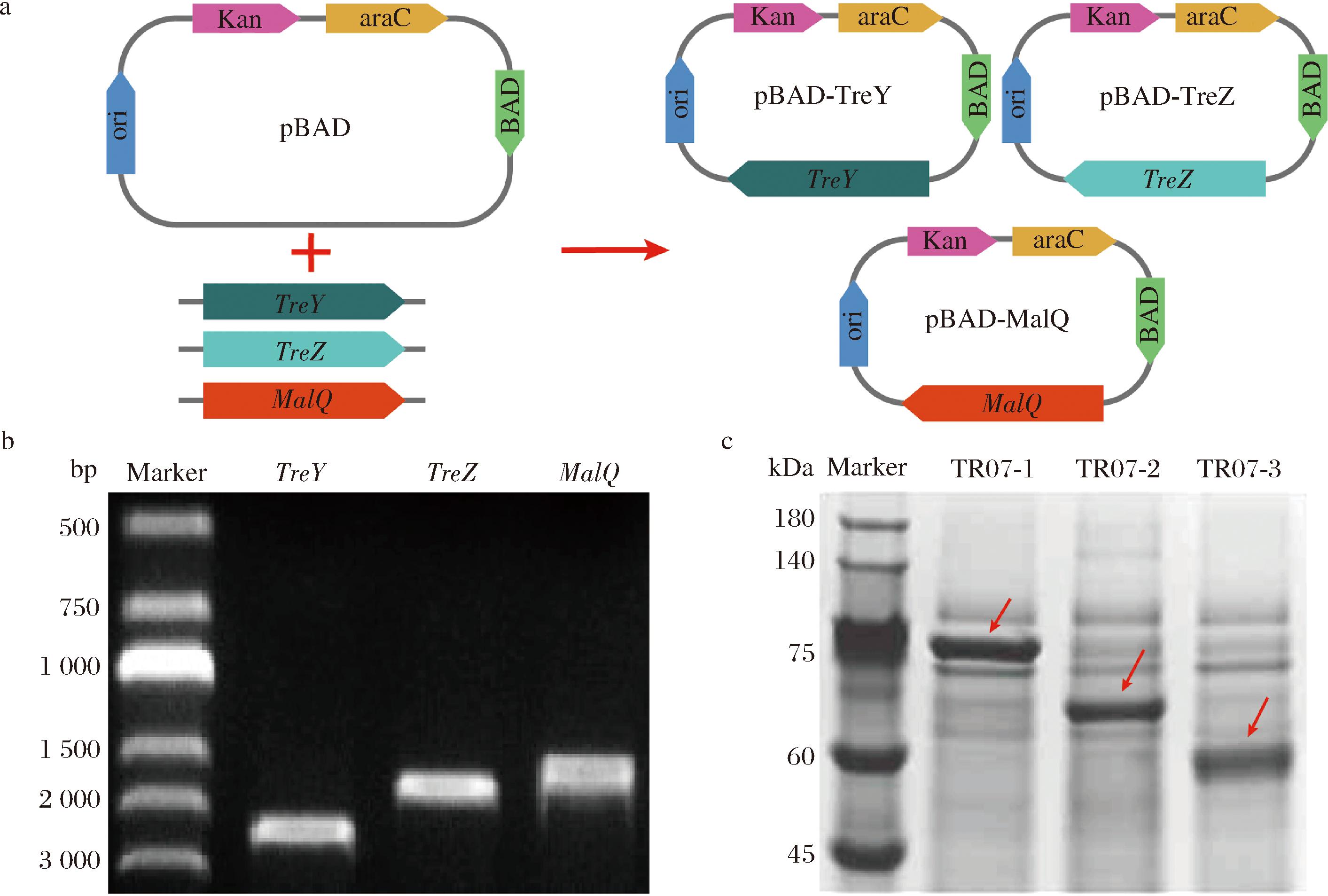 width=518,height=349,dpi=110