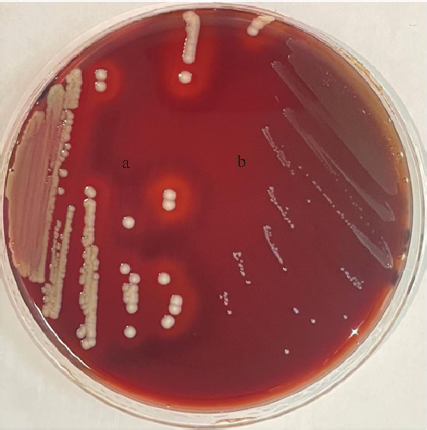 width=259,height=261,dpi=110