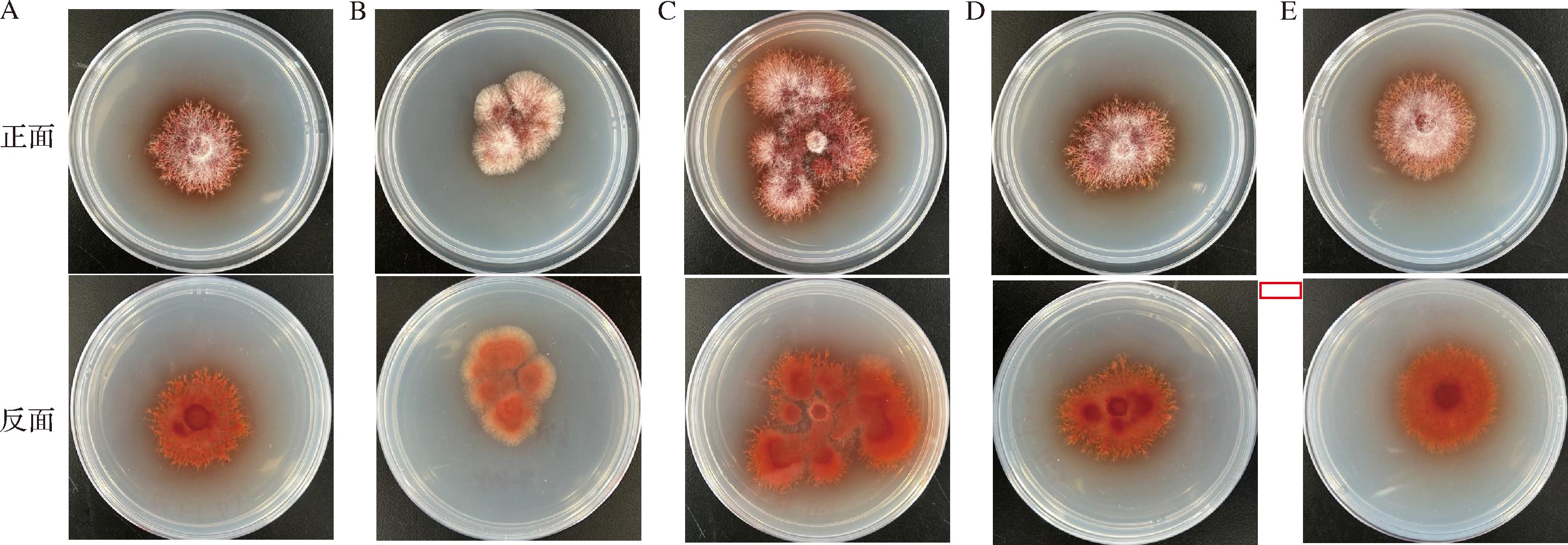 width=598,height=208,dpi=110