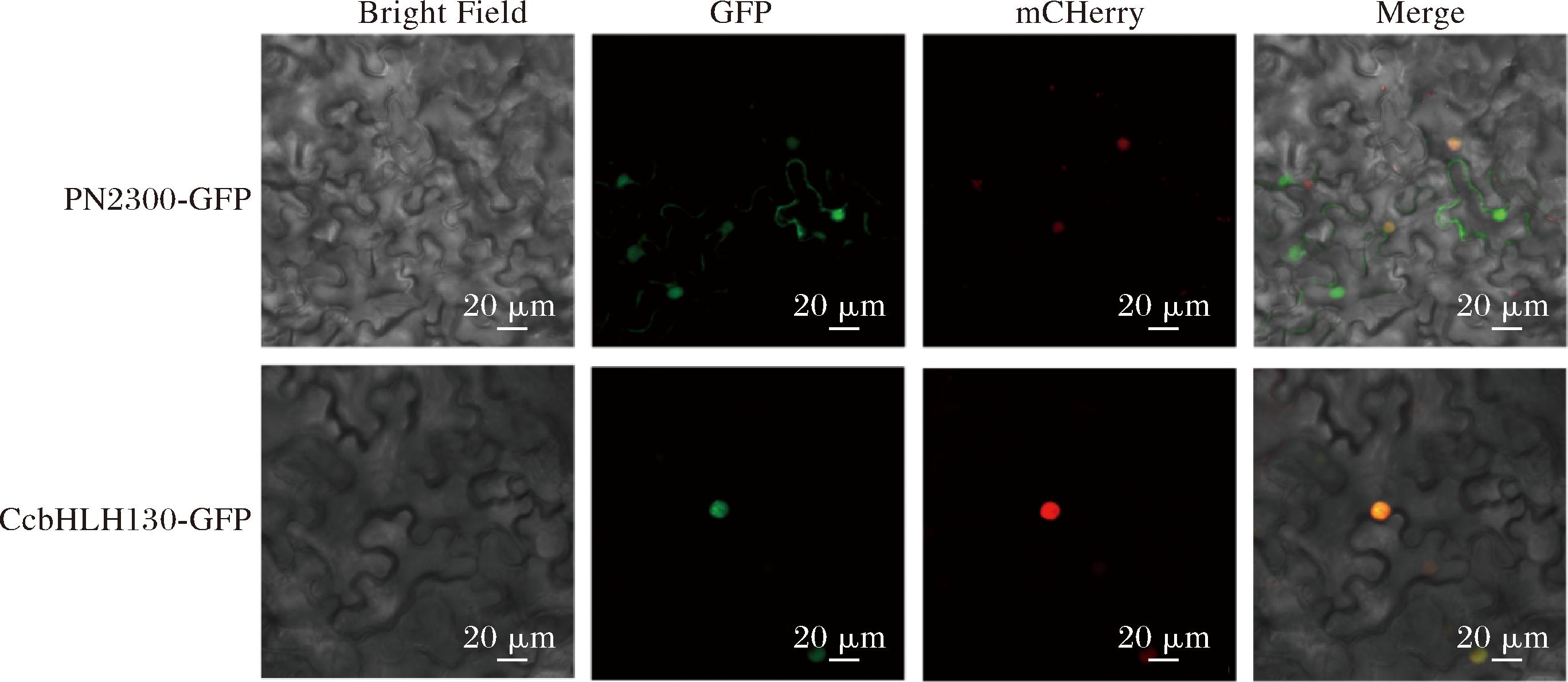 width=501,height=218,dpi=110