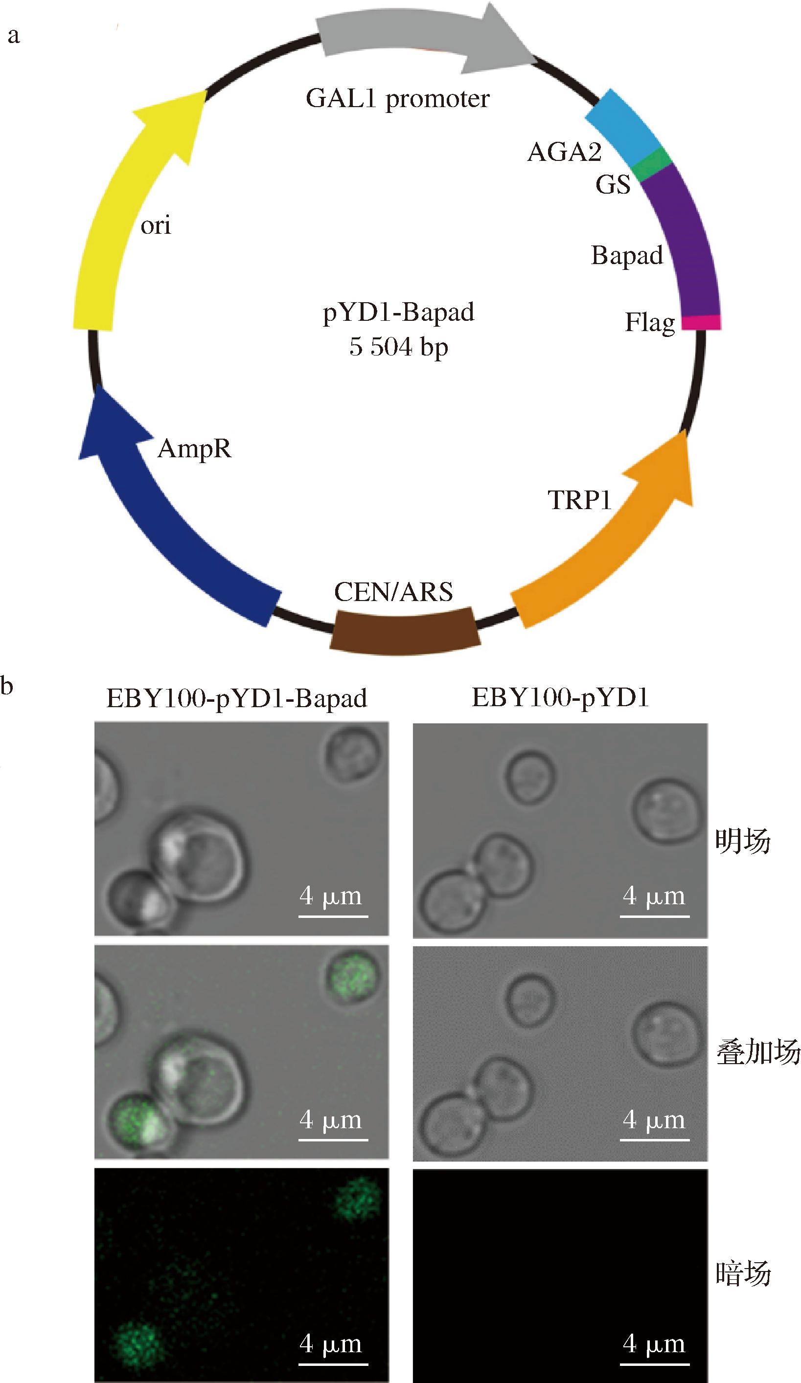 width=300,height=518,dpi=110