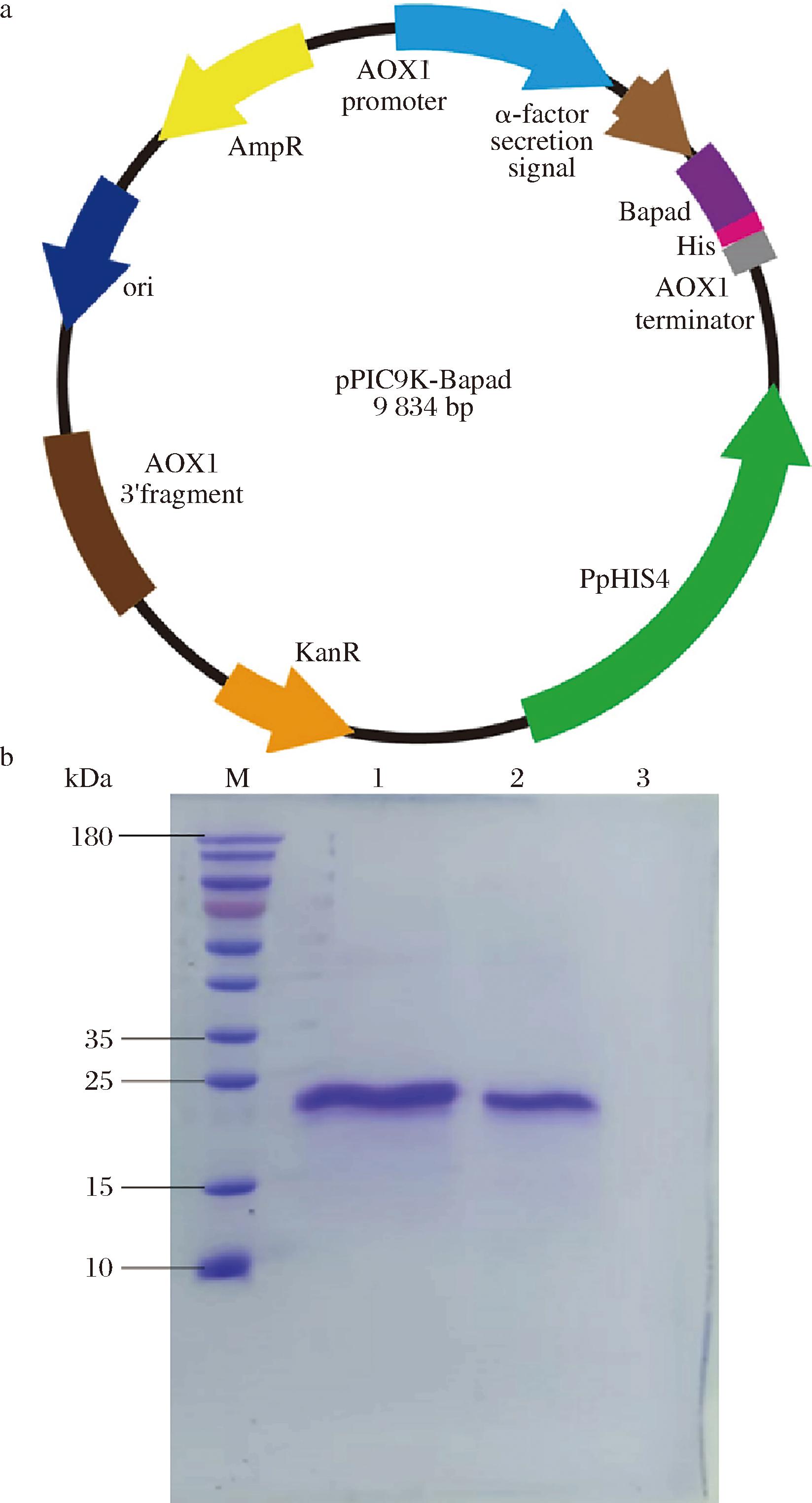 width=301,height=558,dpi=110