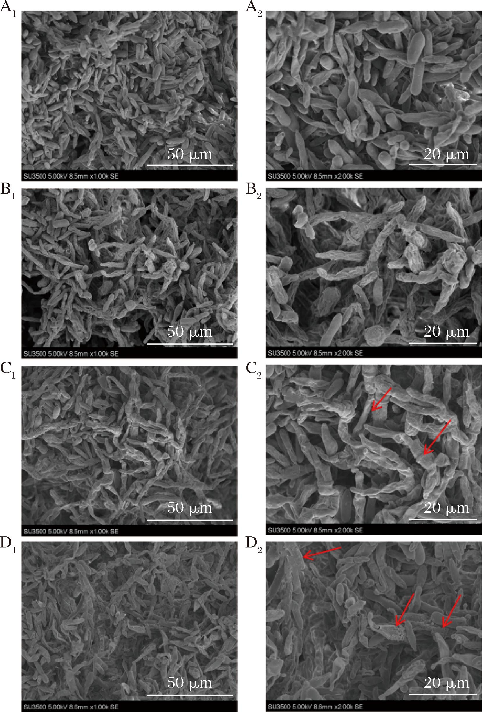 width=303,height=448,dpi=110