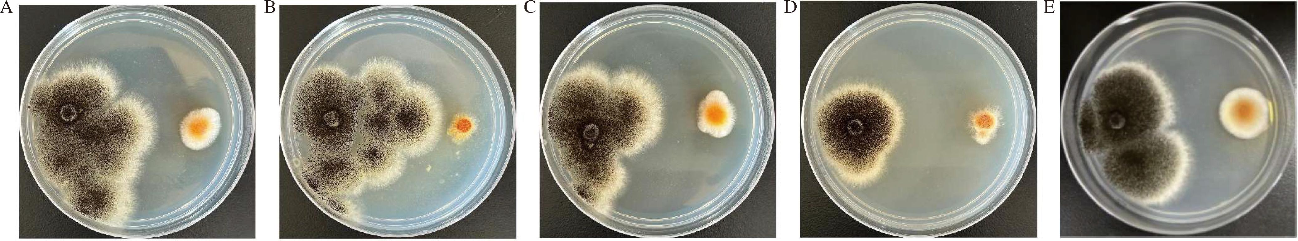 width=736,height=136,dpi=110